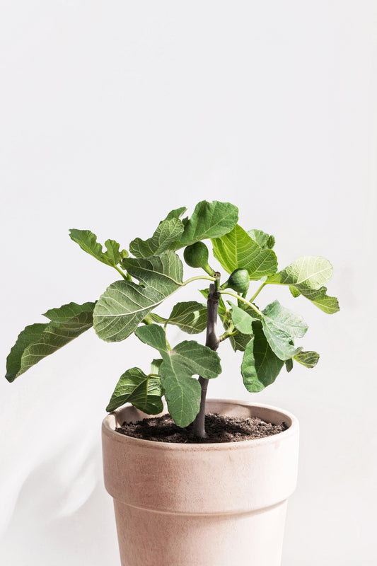 Ficus carica Seedling
